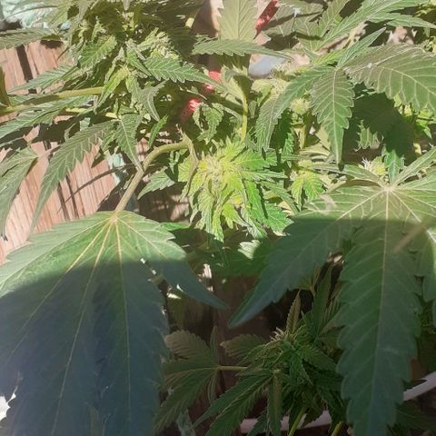 Experiment growlog timeline photo