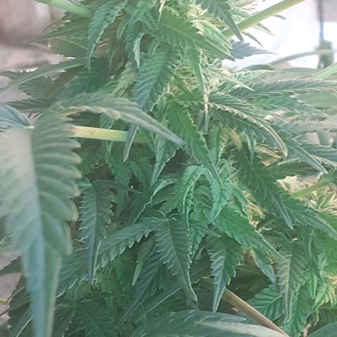 Experiment growlog timeline photo