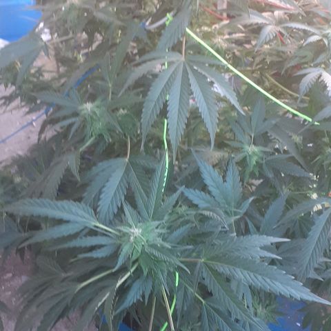 Experiment growlog timeline photo