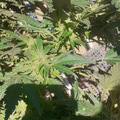 Experiment growlog timeline photo