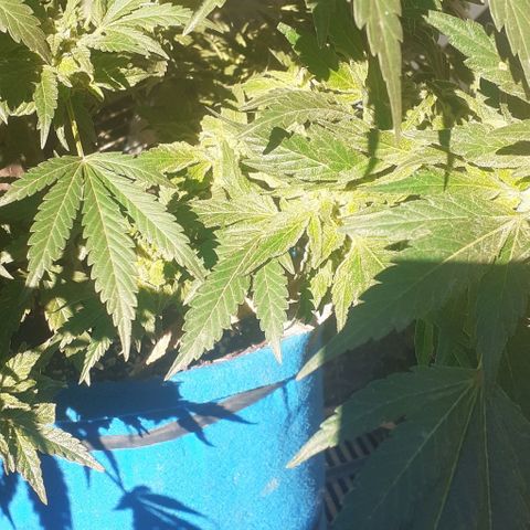 Experiment growlog timeline photo