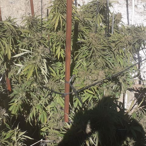 CHMOG growlog timeline photo