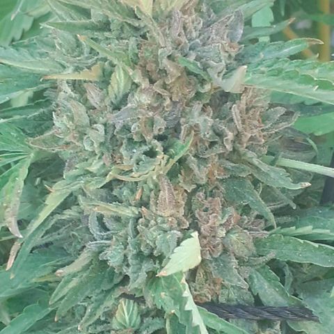 CHMOG growlog timeline photo
