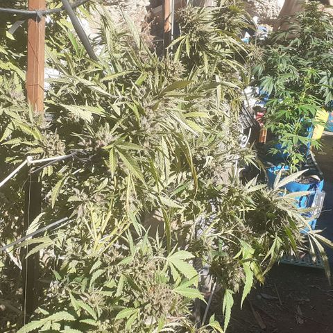 CHMOG growlog timeline photo
