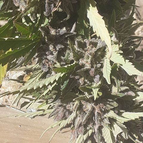 CHMOG growlog timeline photo
