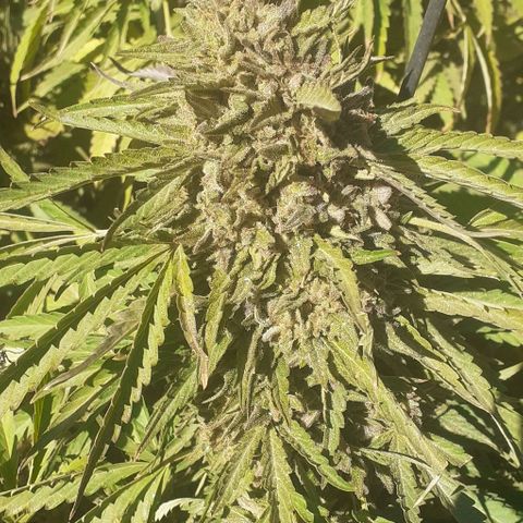 CHMOG growlog timeline photo