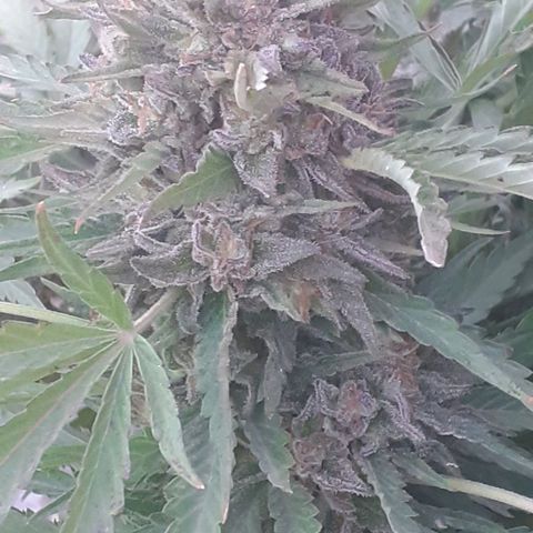 CHMOG growlog timeline photo