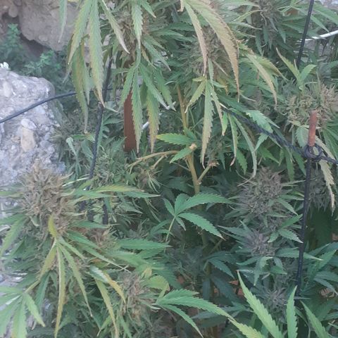 CHMOG growlog timeline photo
