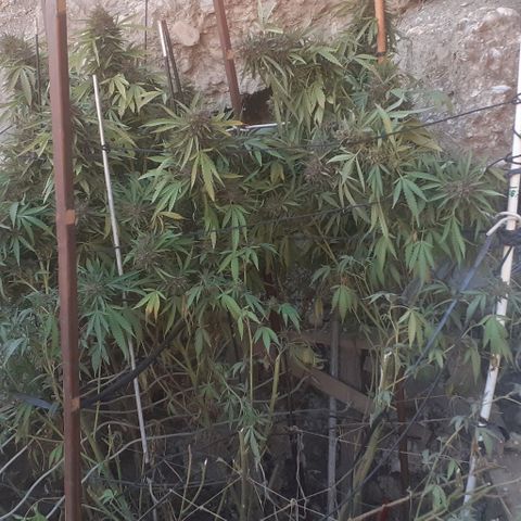 CHMOG growlog timeline photo