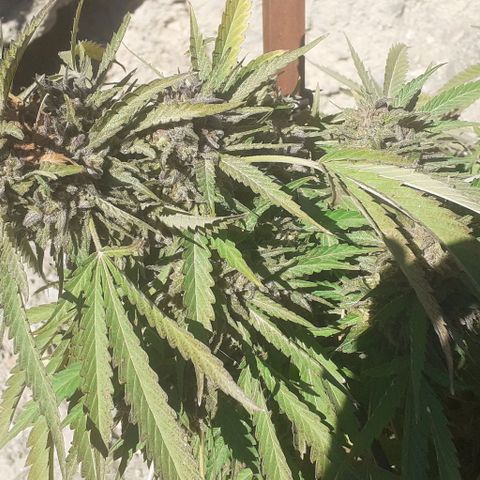 CHMOG growlog timeline photo
