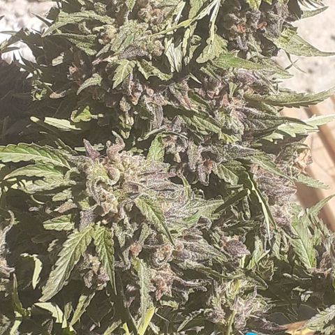 CHMOG growlog timeline photo