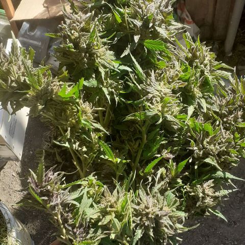 CHMOG growlog timeline photo