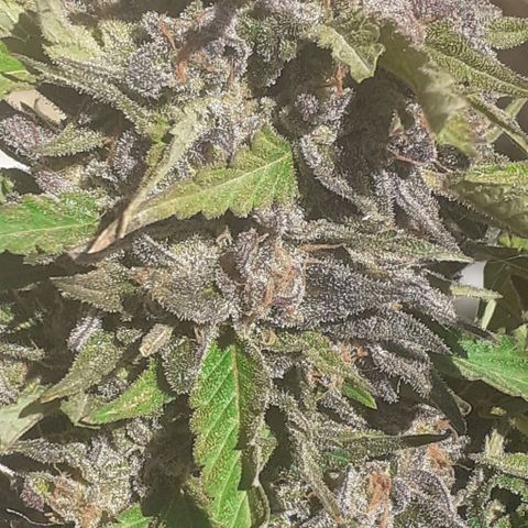 CHMOG growlog timeline photo