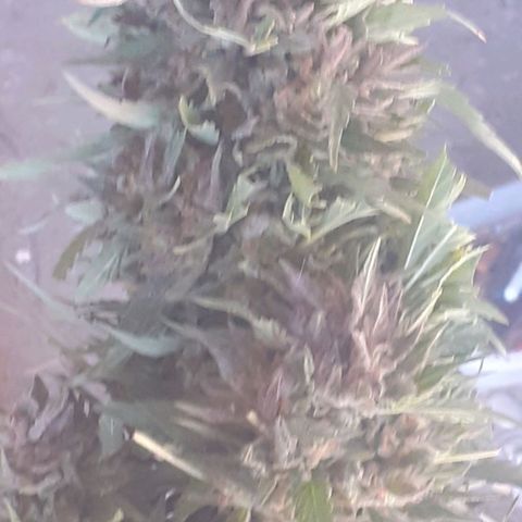 CHMOG growlog timeline photo