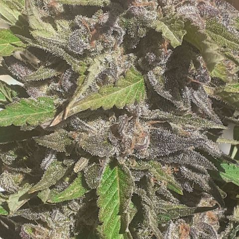 CHMOG growlog timeline photo