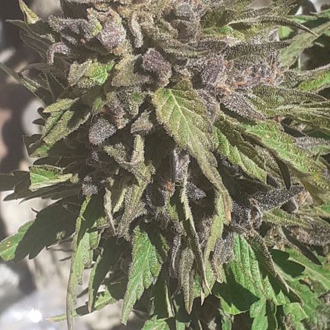 CHMOG growlog timeline photo