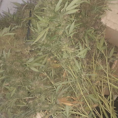CHMOG growlog timeline photo
