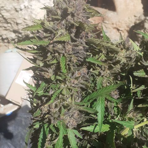 CHMOG growlog timeline photo