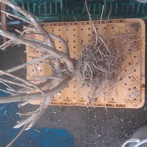CHMOG growlog timeline photo