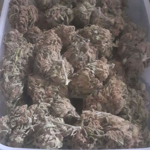 CHMOG growlog timeline photo