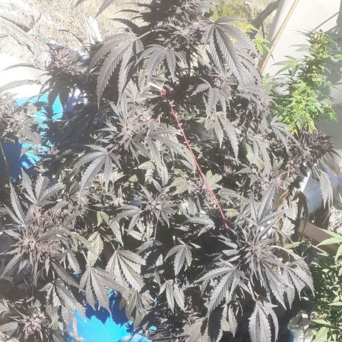 Experiment growlog timeline photo