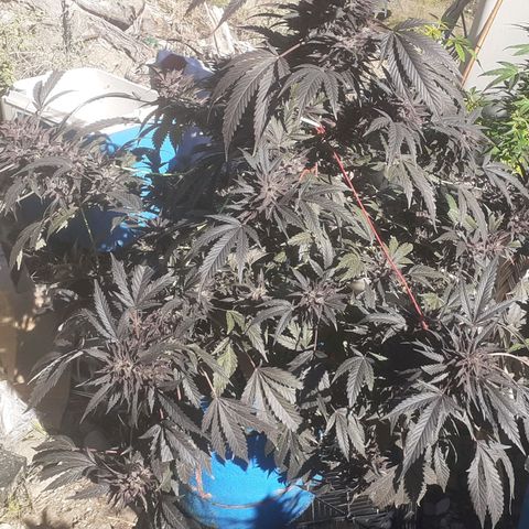 Experiment growlog timeline photo