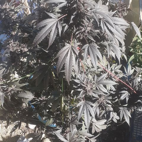 Experiment growlog timeline photo