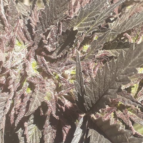 Experiment growlog timeline photo