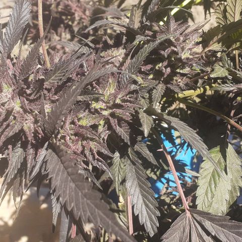Experiment growlog timeline photo