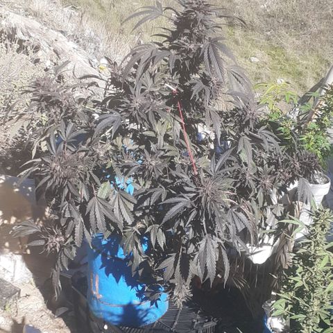 Experiment growlog timeline photo