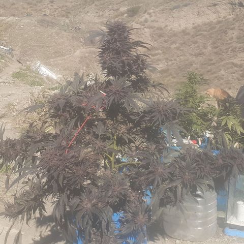 Experiment growlog timeline photo