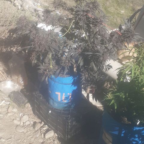 Experiment growlog timeline photo