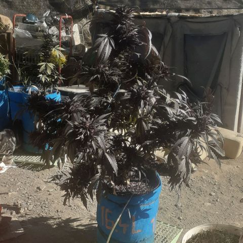 Experiment growlog timeline photo