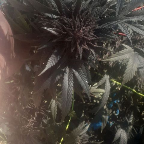 Experiment growlog timeline photo