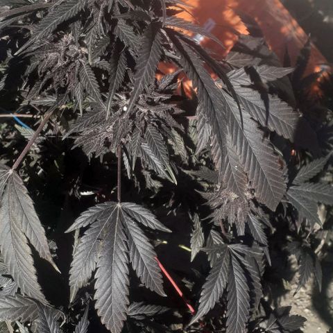 Experiment growlog timeline photo