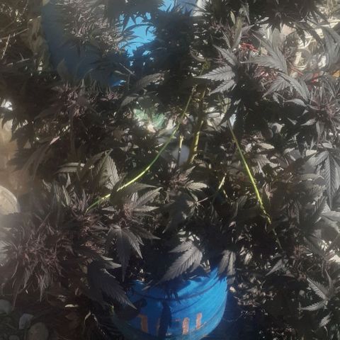 Experiment growlog timeline photo