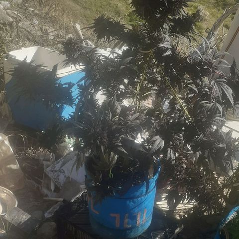Experiment growlog timeline photo