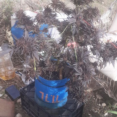 Experiment growlog timeline photo