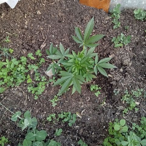 Glookies growlog timeline photo