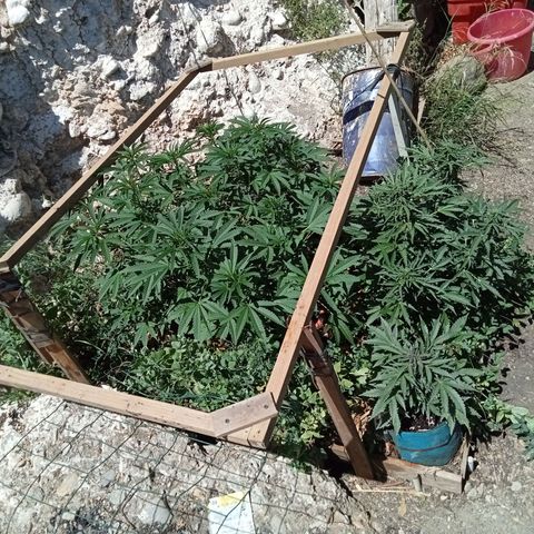 Glookies growlog timeline photo