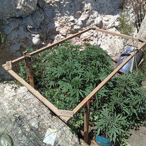 Glookies growlog timeline photo