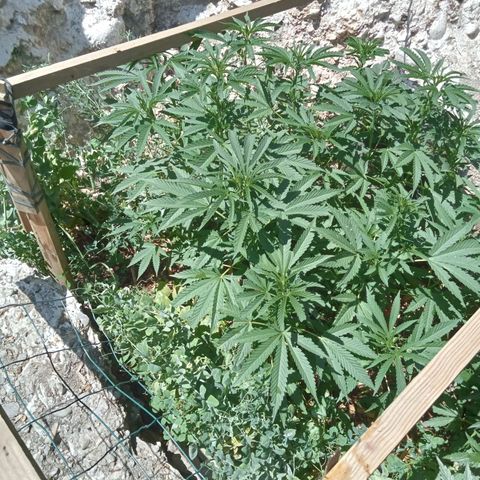 Glookies growlog timeline photo