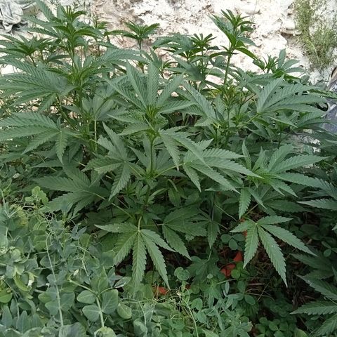 Glookies growlog timeline photo