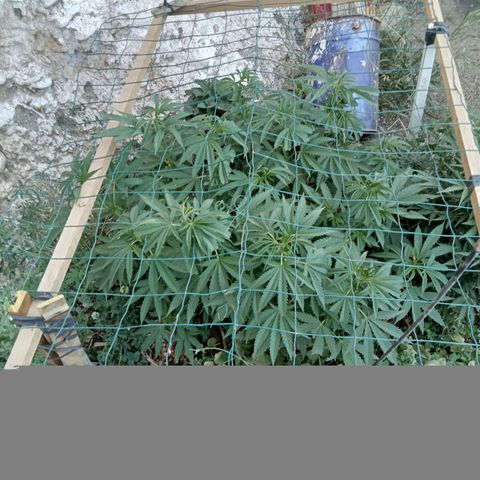 Glookies growlog timeline photo