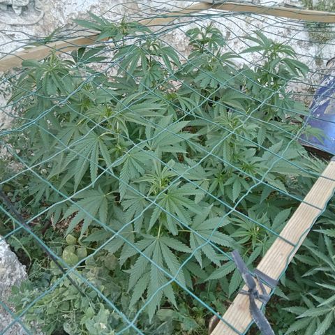 Glookies growlog timeline photo
