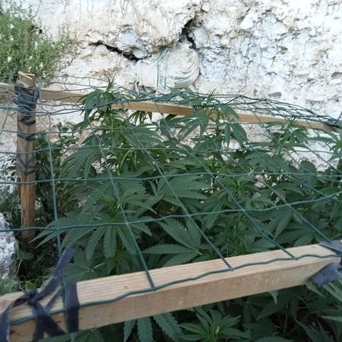 Glookies growlog timeline photo
