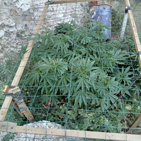 Glookies growlog timeline photo
