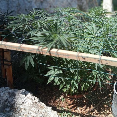 Glookies growlog timeline photo