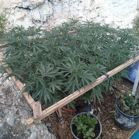 Glookies growlog timeline photo