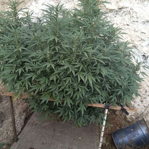 Glookies growlog timeline photo